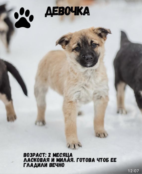 Щенятам срочно нужен дом