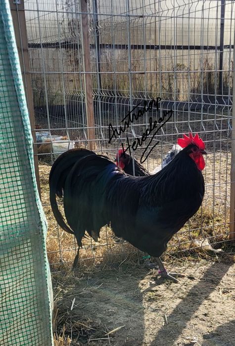 Oua pentru incubat Australorp Negru si Albastru