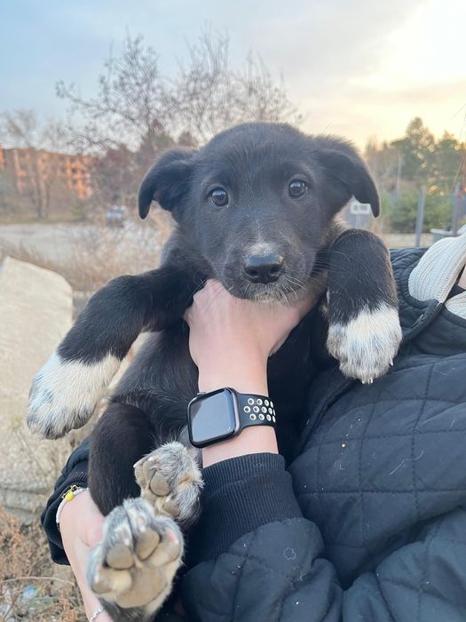 Щенки среднего размера