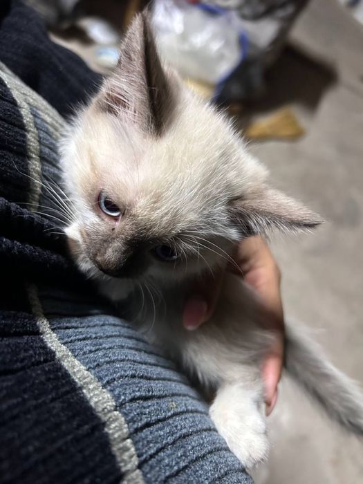 Отдам котёнка в добрые руки