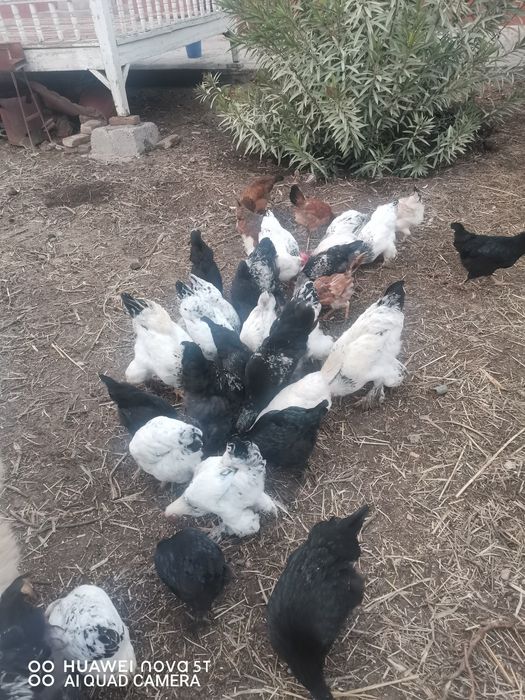 Brama xuroz tovuq sotamiz