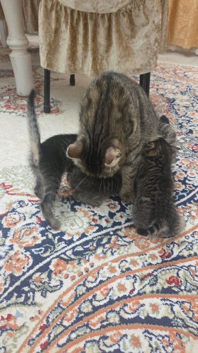 Отдам котят в добрые руки