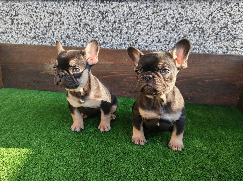 Френски   булдог