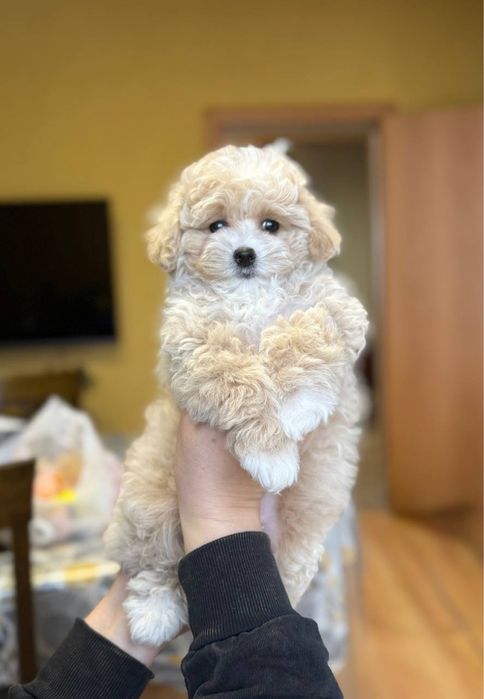 Мальтипу бронирование