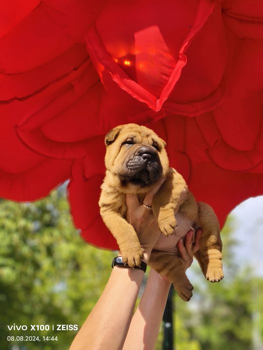 Продам.щенка шарпея.