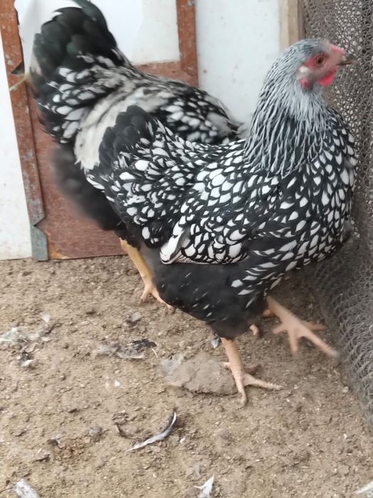 Инкубационные яйца