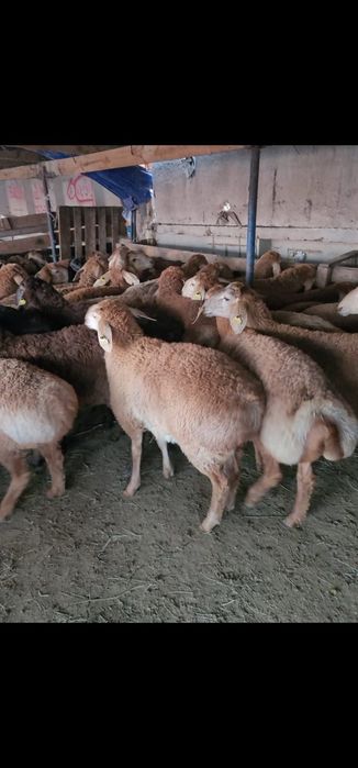 Продам баранов - койлар