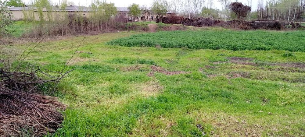 Гулистон тумани хамид олимжон махалласи (комуна)