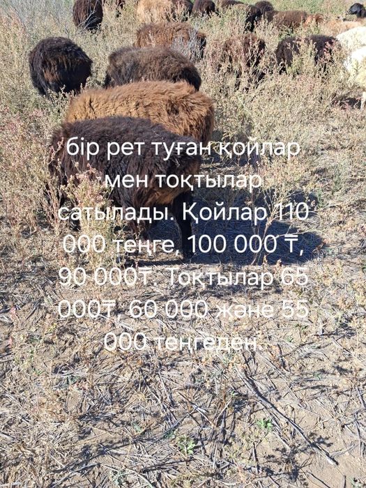 Қойлар тоқтылар сатылады