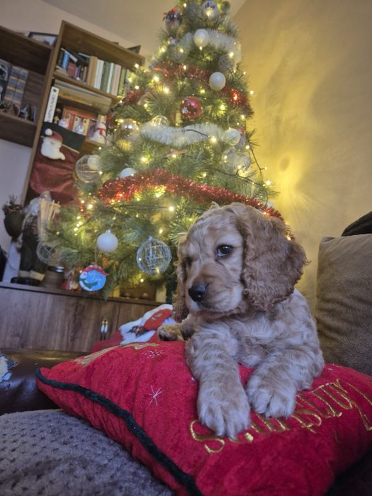 Кокер шпаньол  Ваксинирани с паспорт