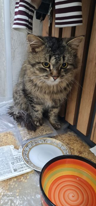 Срочно КОТ бесплатно