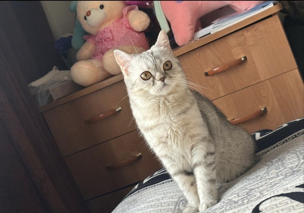 Продам шотладских котят