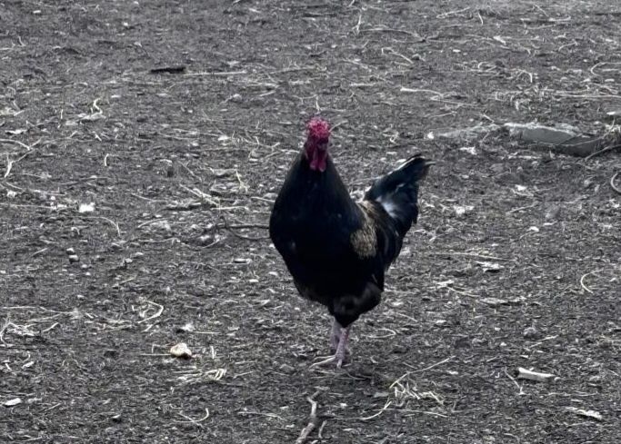 Әтештер сатылады