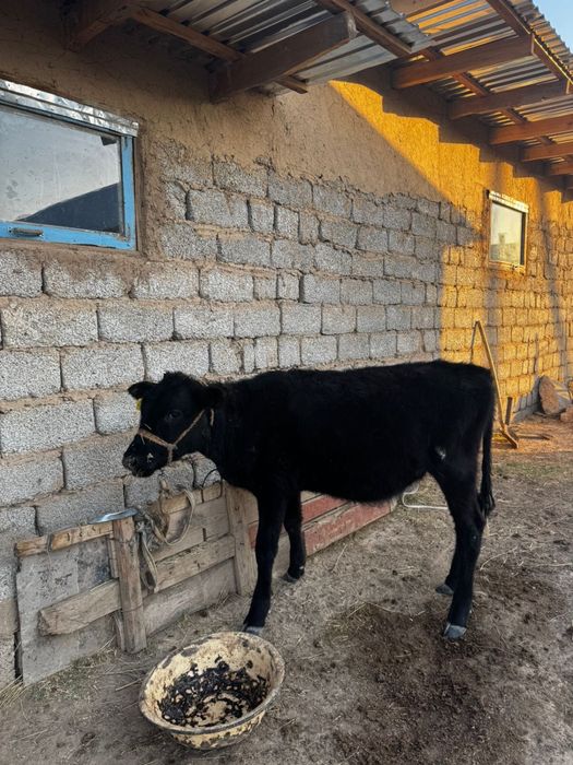 Бұзау сатылады, Асиларық