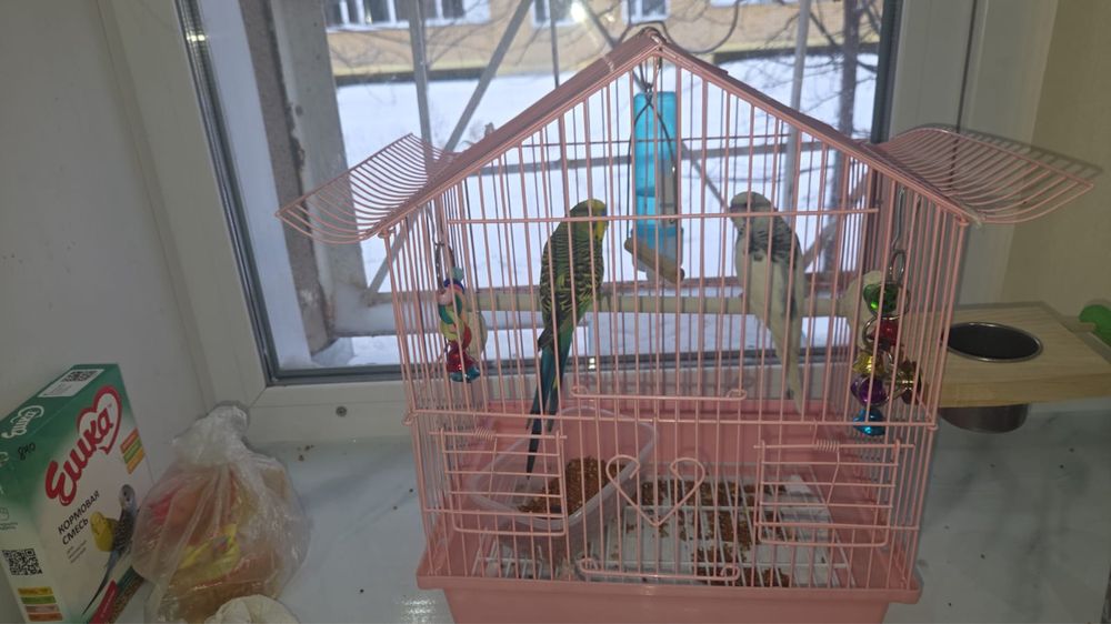 Продам волнистых побугаев