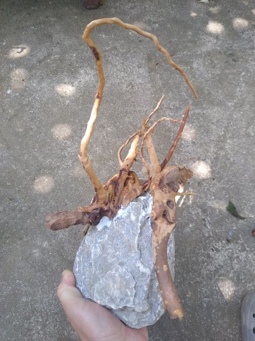 Decor lemn Red moor acvariu pesti