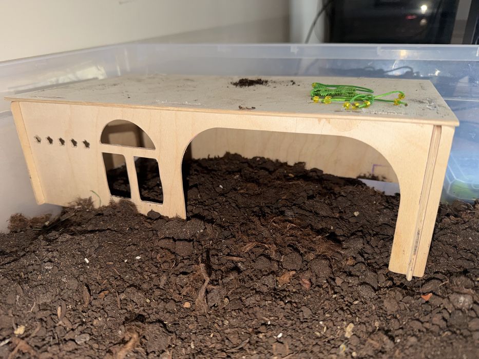 Черепаха сухопутная