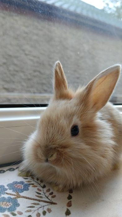 Крольчата декоративные