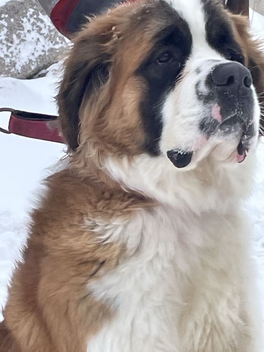 Щенки сенбернара