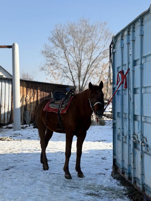 Айғыр 3 жасар тез арада саттылады