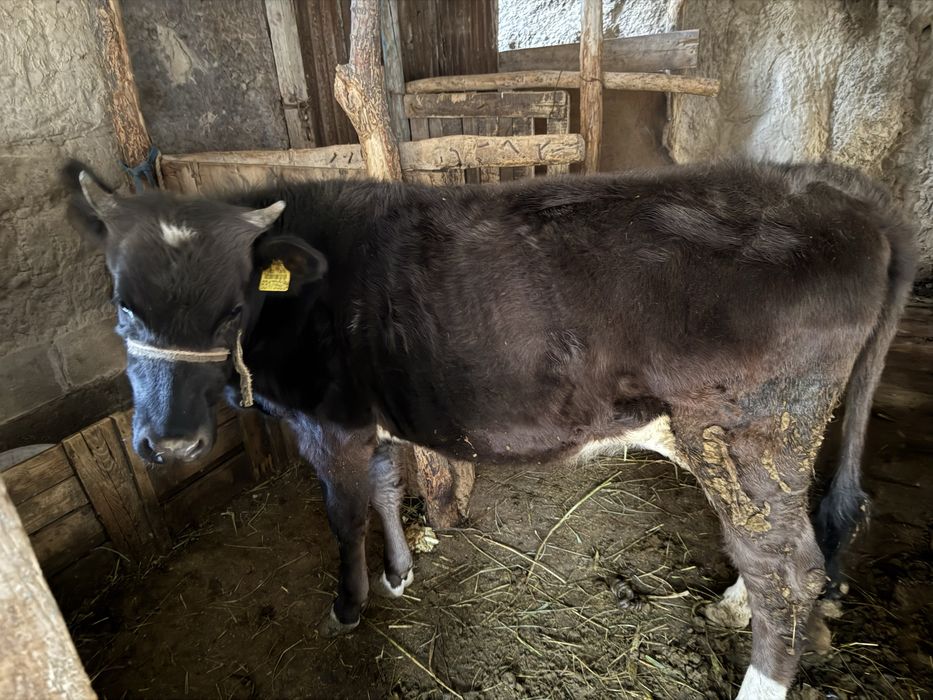 Бір жасар тана сатылады