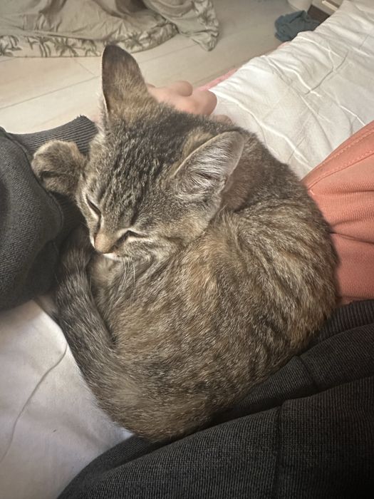 Отдам котенка в добрые руки