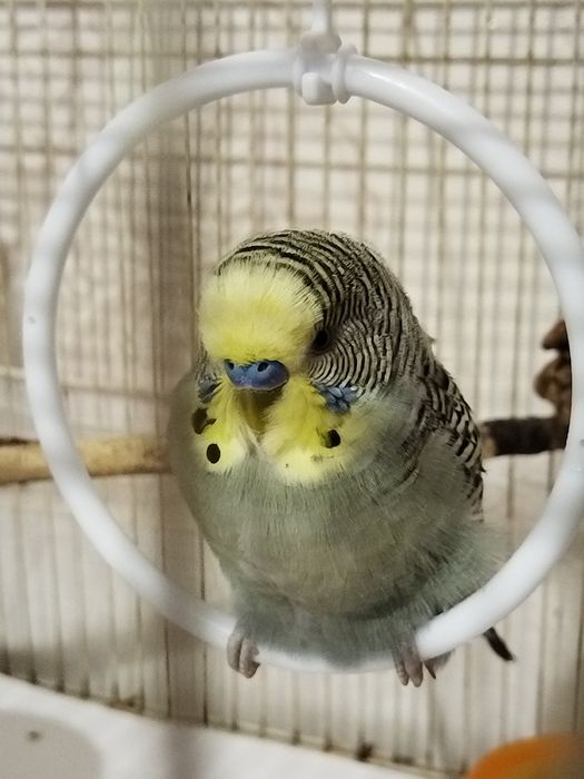 попугаи с клеткой