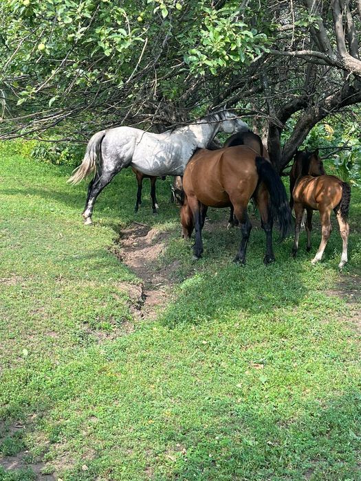 Айгыр 8 лет полуковный