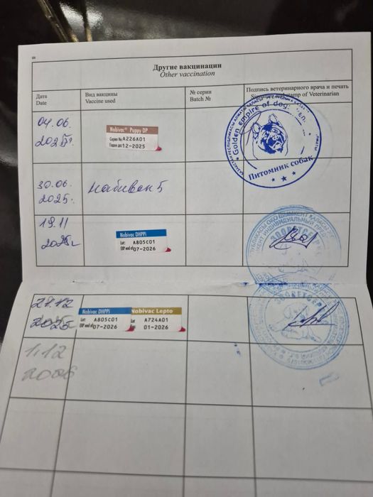 Продается японская акита