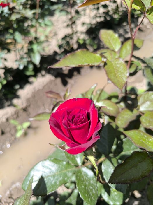 Atirgullar sotiladi tomiri oʻq tomir emas  nozik emas yaxshi boʻlgan