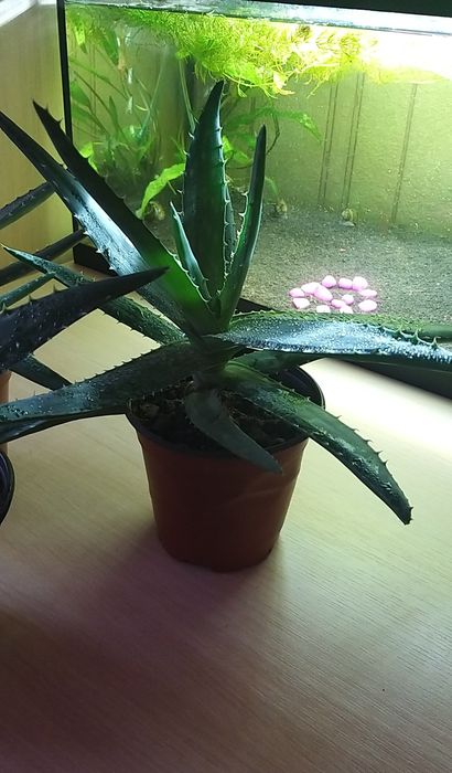 Комнатные цветы. Алоэ Вера.