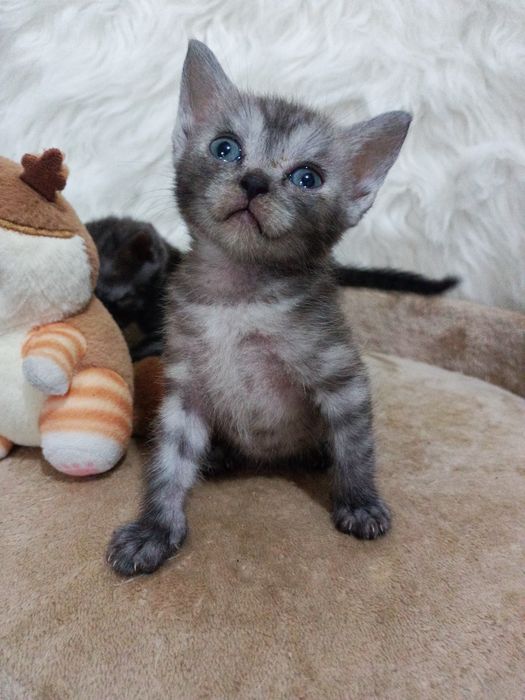 Продам котят шотландка+бенгал