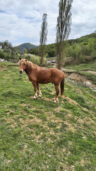 vând o iapă și un cal