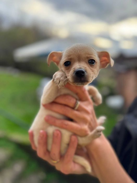 Продавам пинчери