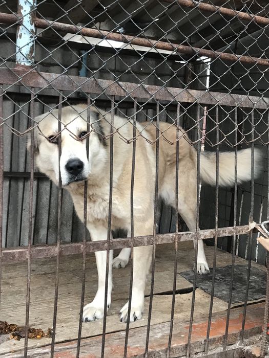 Среднеазиатская овчарка