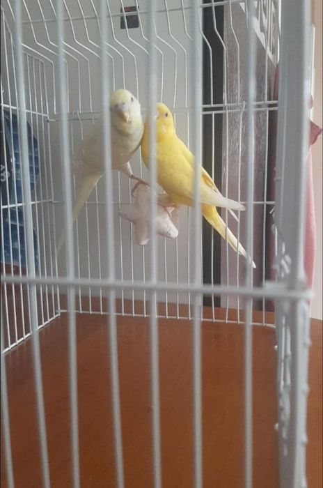 Продаются попугаи