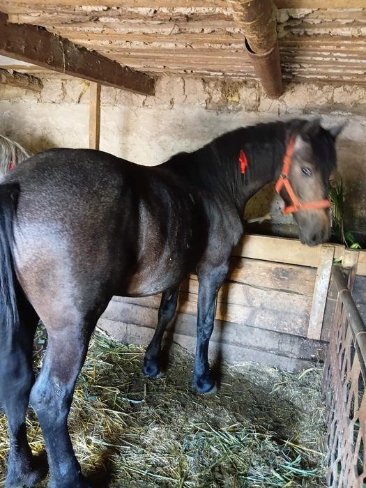 Mânză, 1 an de zile