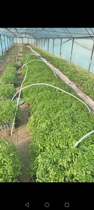 Чорный принц памидор рассада