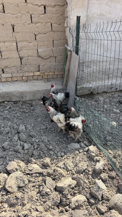 Домашние петушки