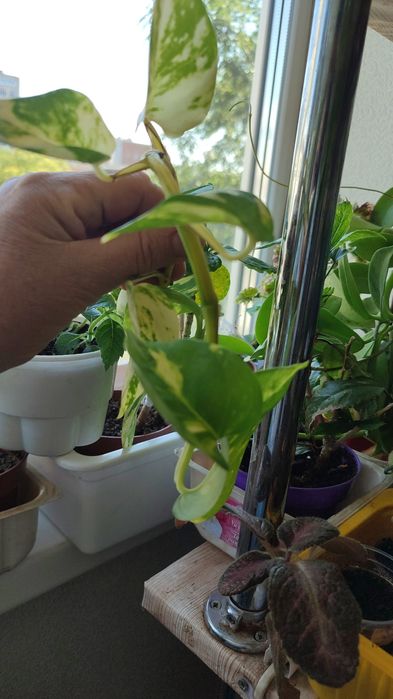 Эпипремнум Хэппи Лиф