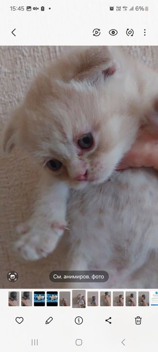 Готовятся к продаже милые котята