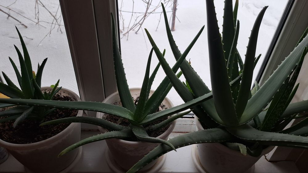 Продаю Алоэ вера 5л,3г,2г