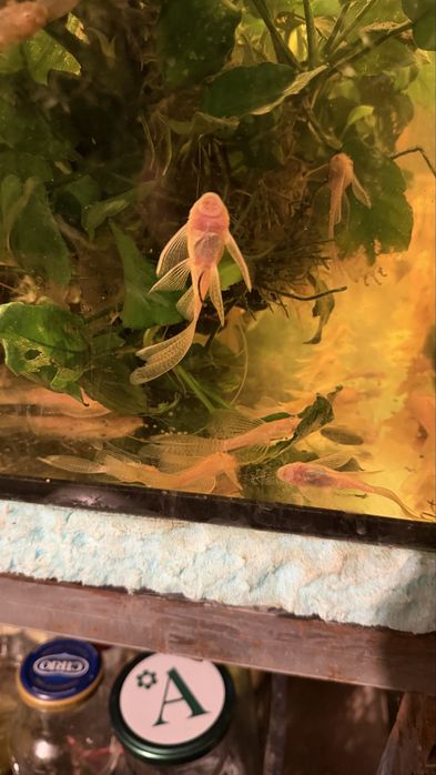 Acistrus long fin albino voalat