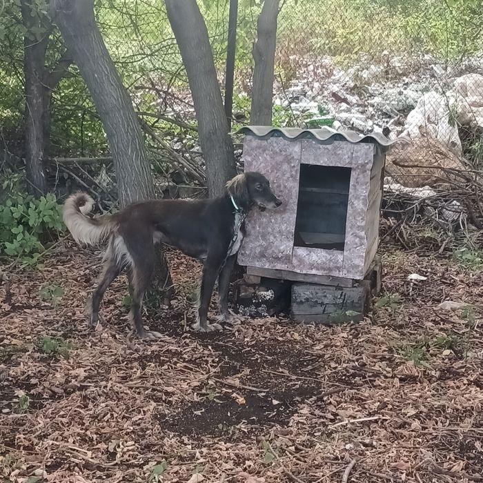 Охотничая собака