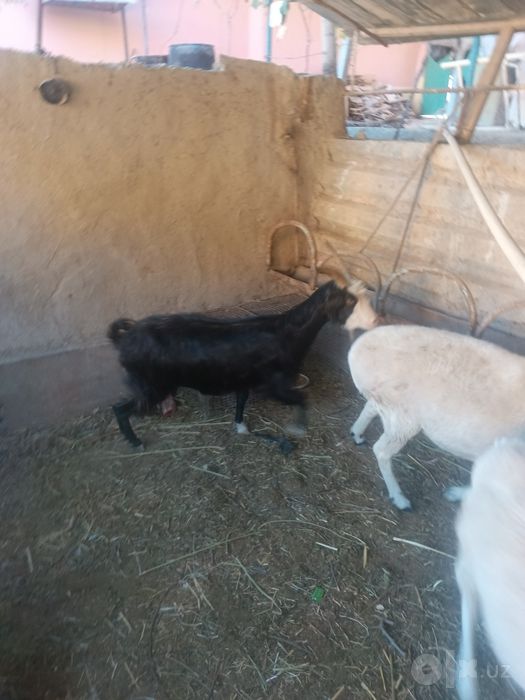 xonaki echki sotiladi