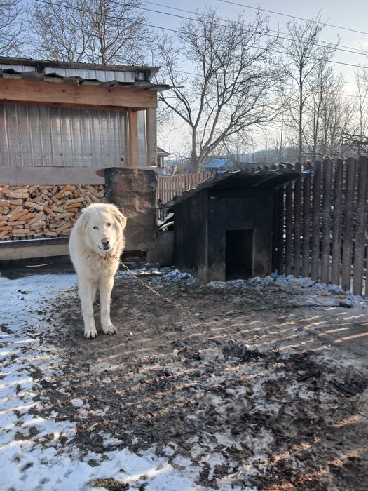 Isi cauta o noua casa