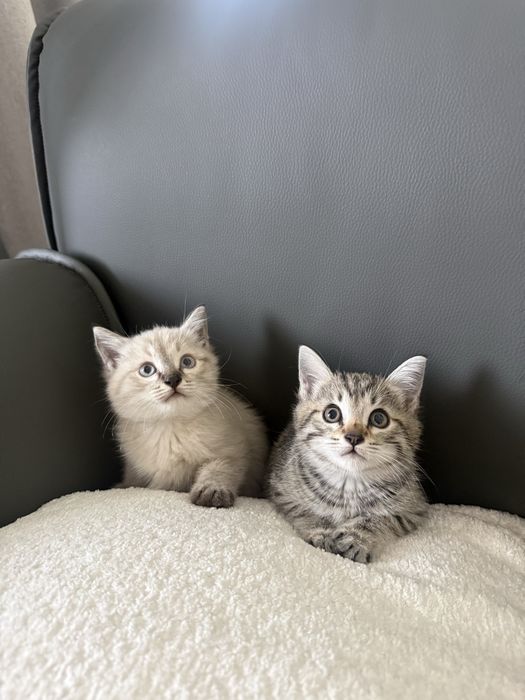 Котенки милые сладкие