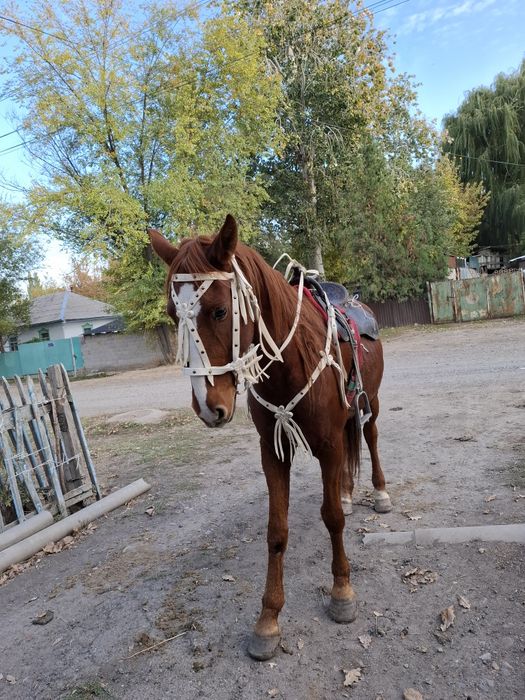 Продам пішпе ат сатылады