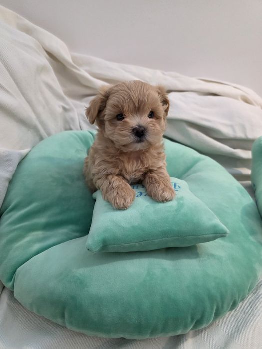 Maltipoo teacup, mini toy