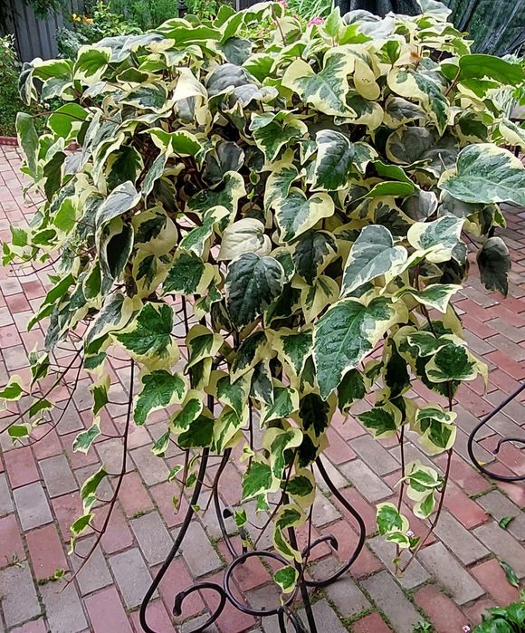 Крестовник  и плющ